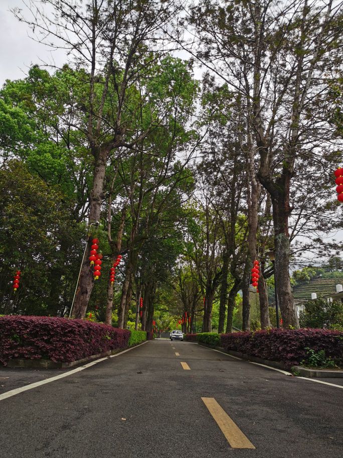 福建省农商业科学院茶叶研究所