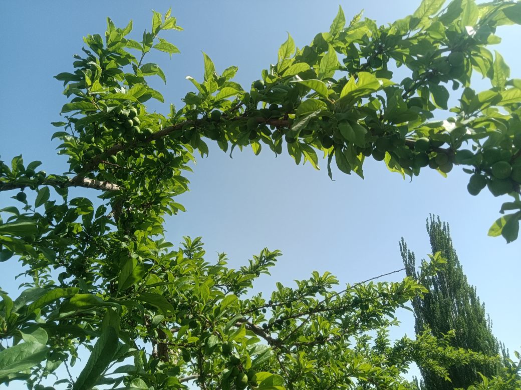 西域都护府风情园