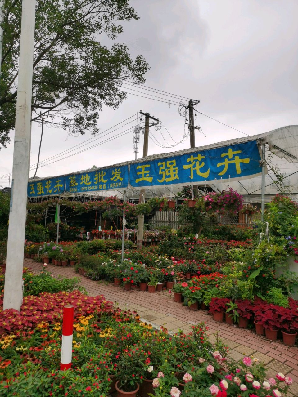 玉强花卉