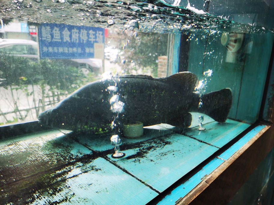 水答案鳕鱼食府西