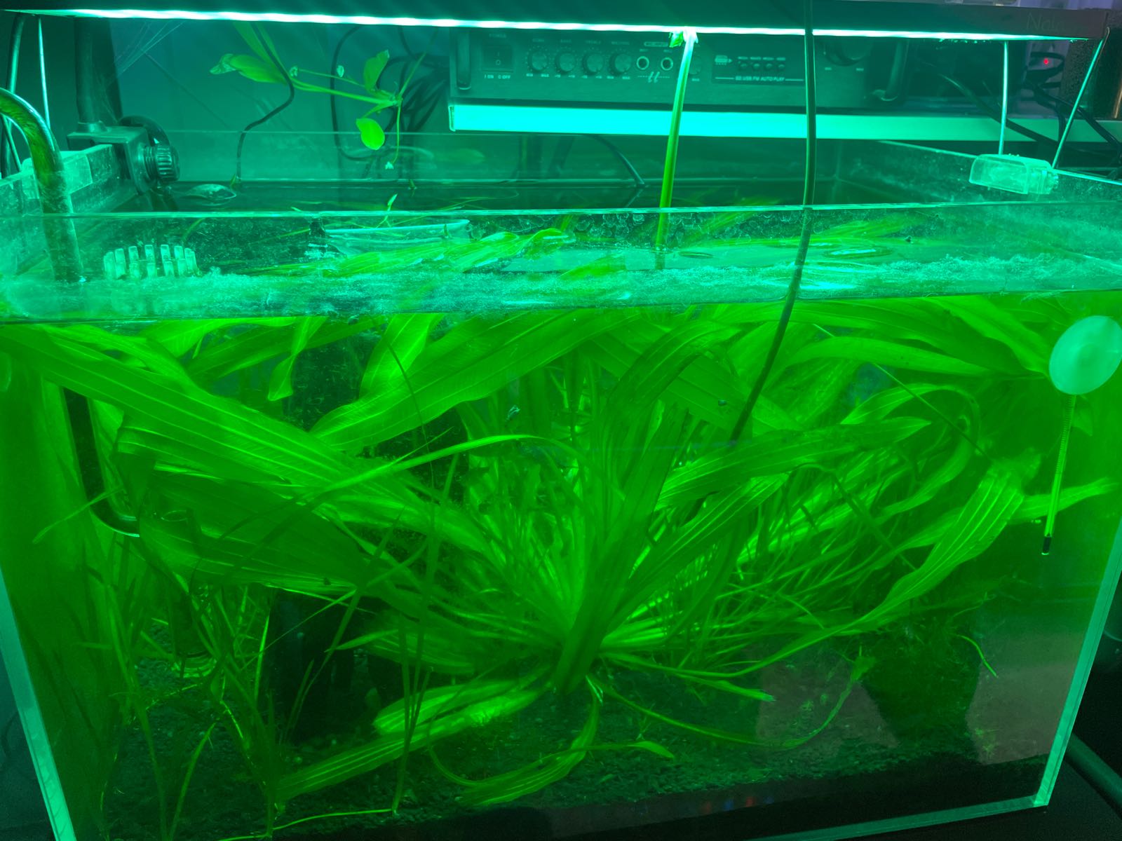星水族