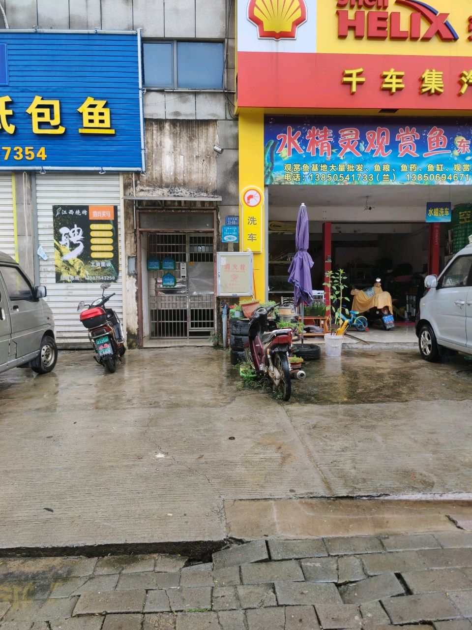 水晶灵观赏鱼
