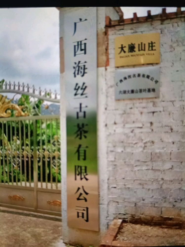 广西海丝古茶六湖大廉山茶叶基地