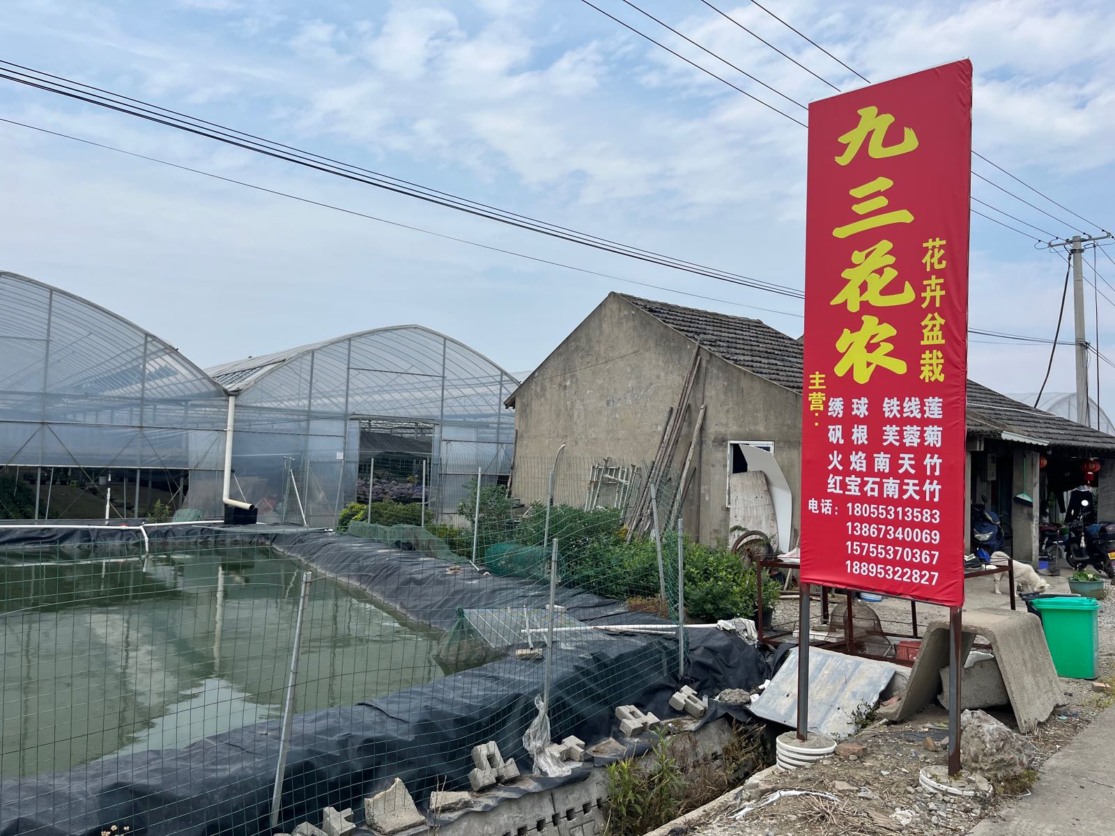 九三花农花卉盆栽