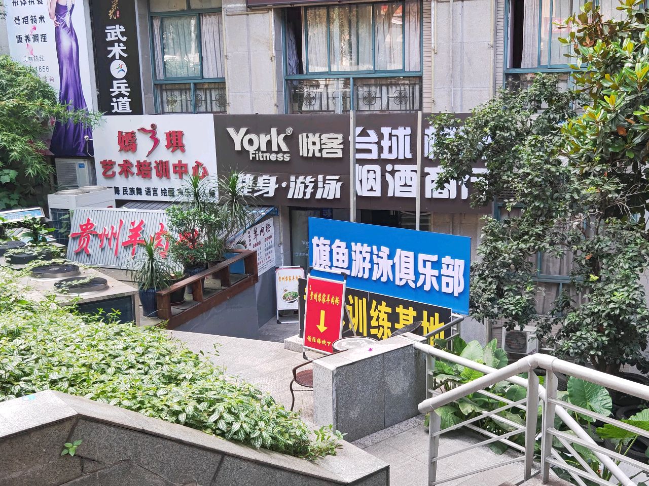 旗嘲啜鱼游泳俱乐部