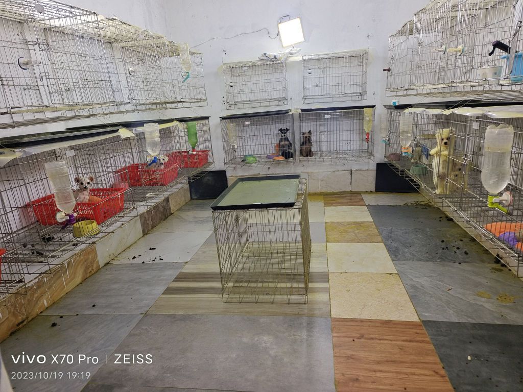 绵阳梦幻犬舍