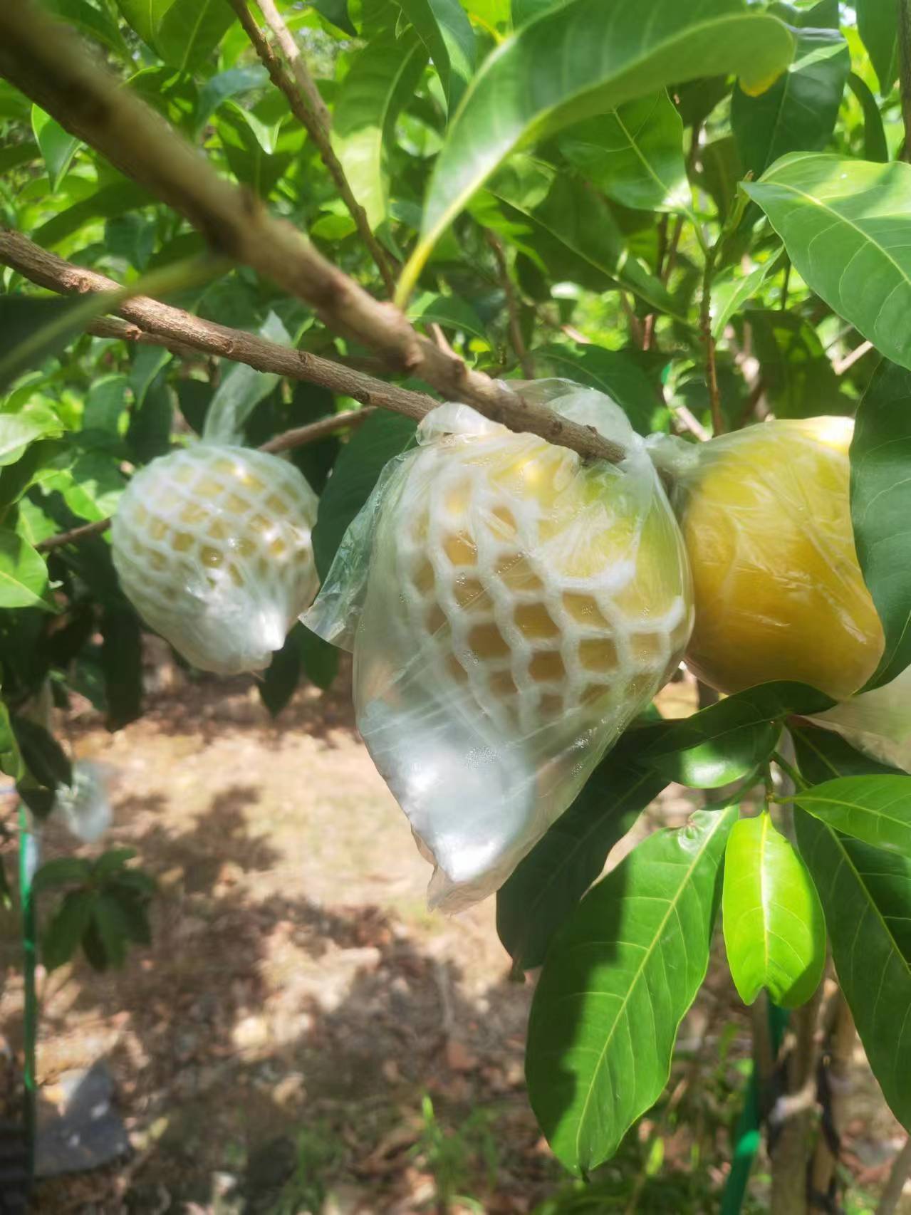 黄晶果园