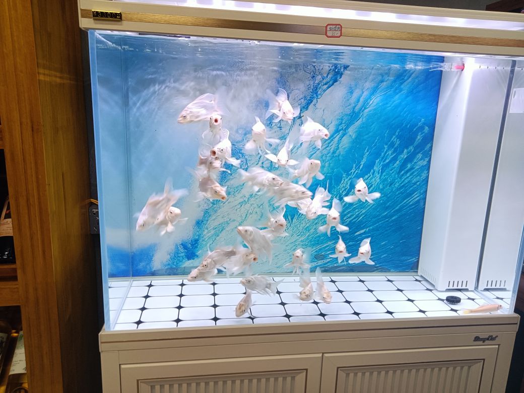 唐韵水族
