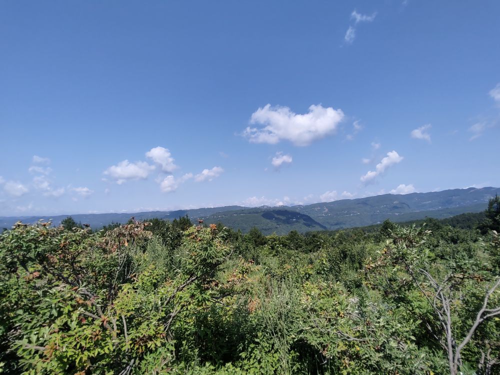 太平山牡丹园