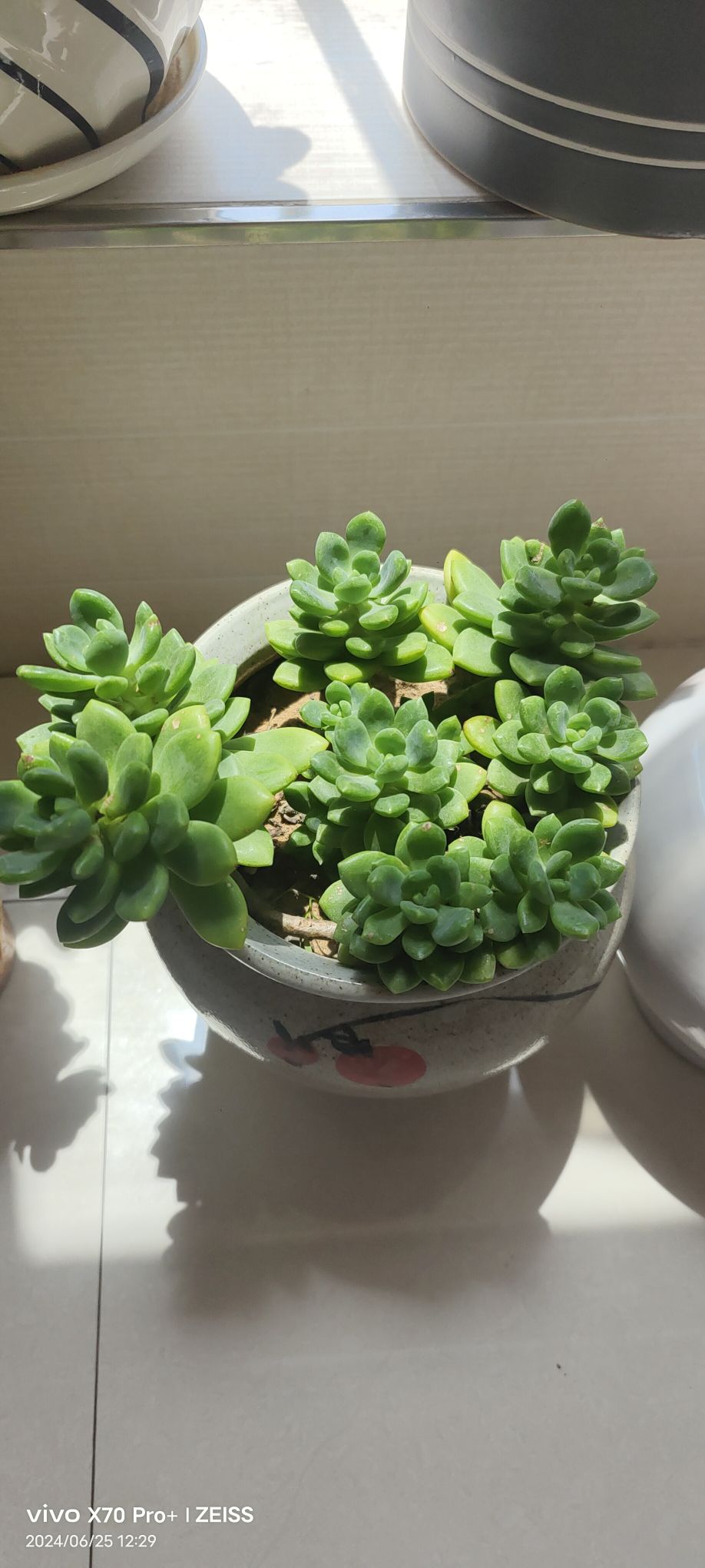 沐森花卉基地