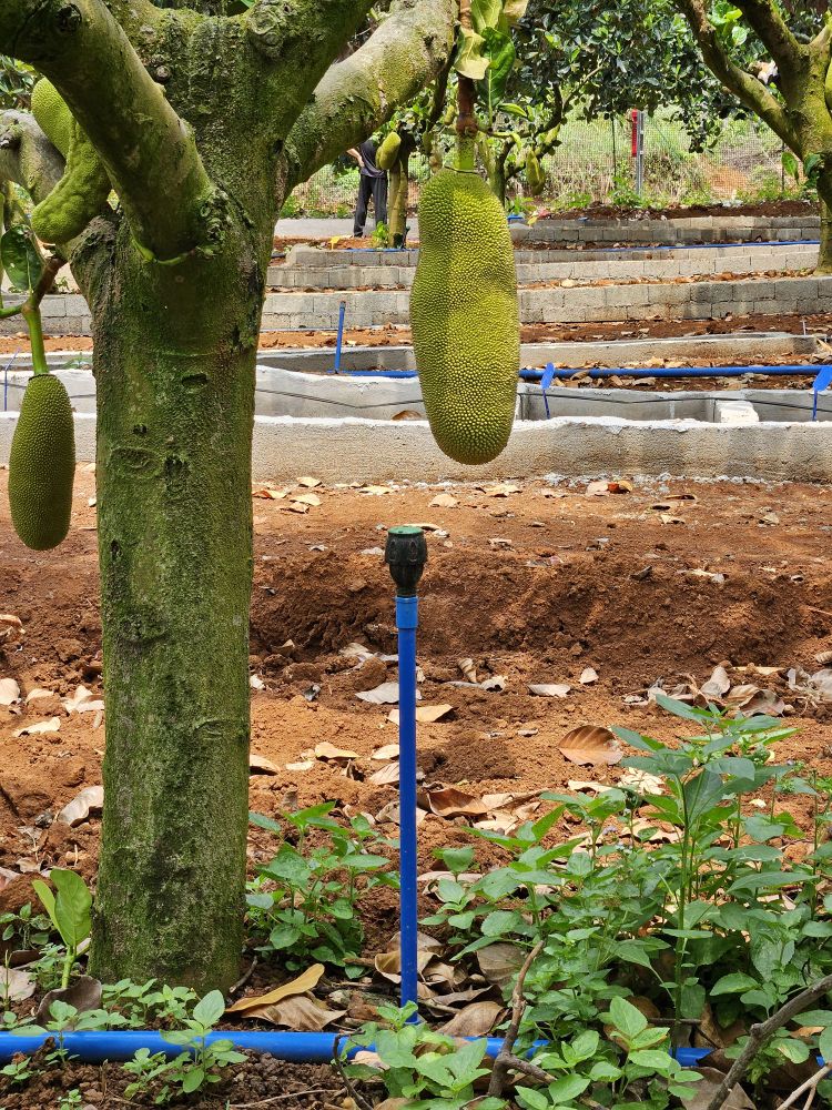 海南省田地龙养殖有限公司育苗中心