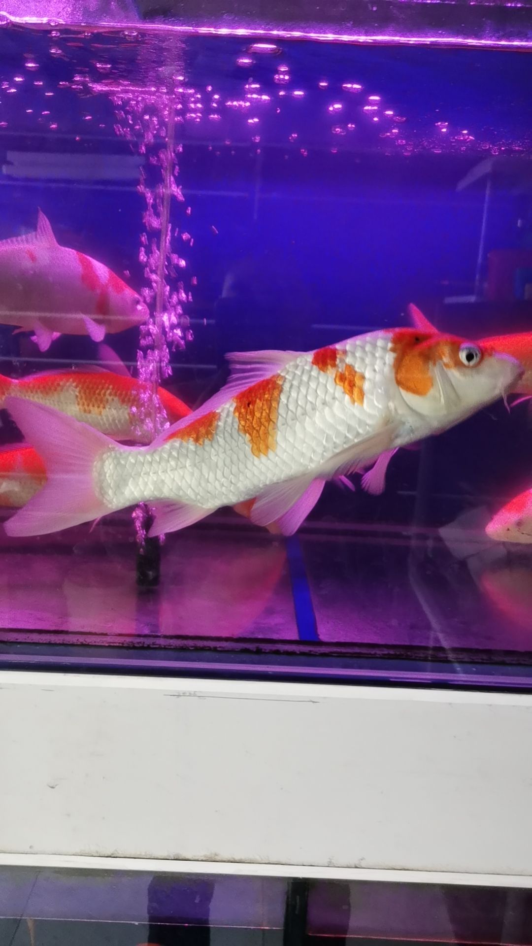海洋水馆