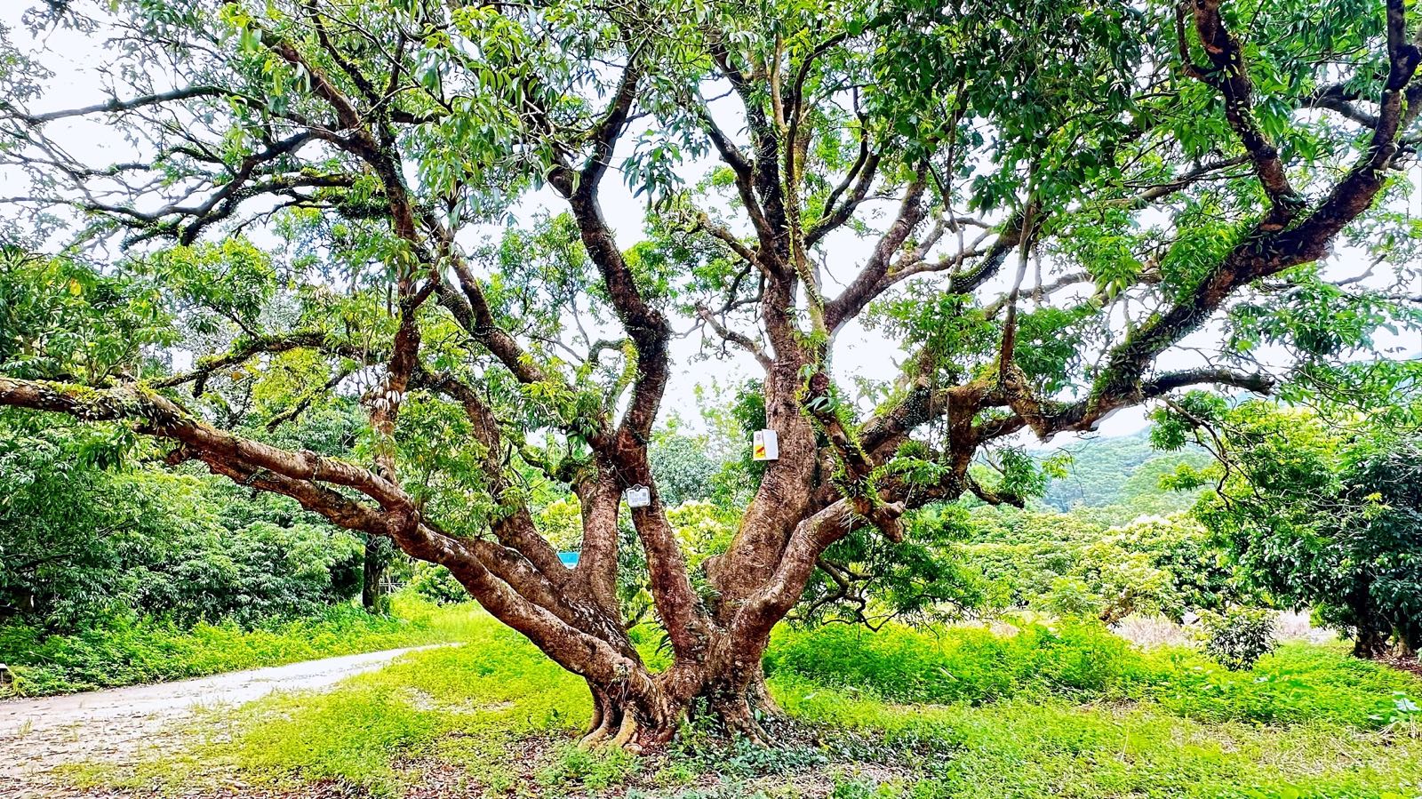 北甘古荔枝树公园