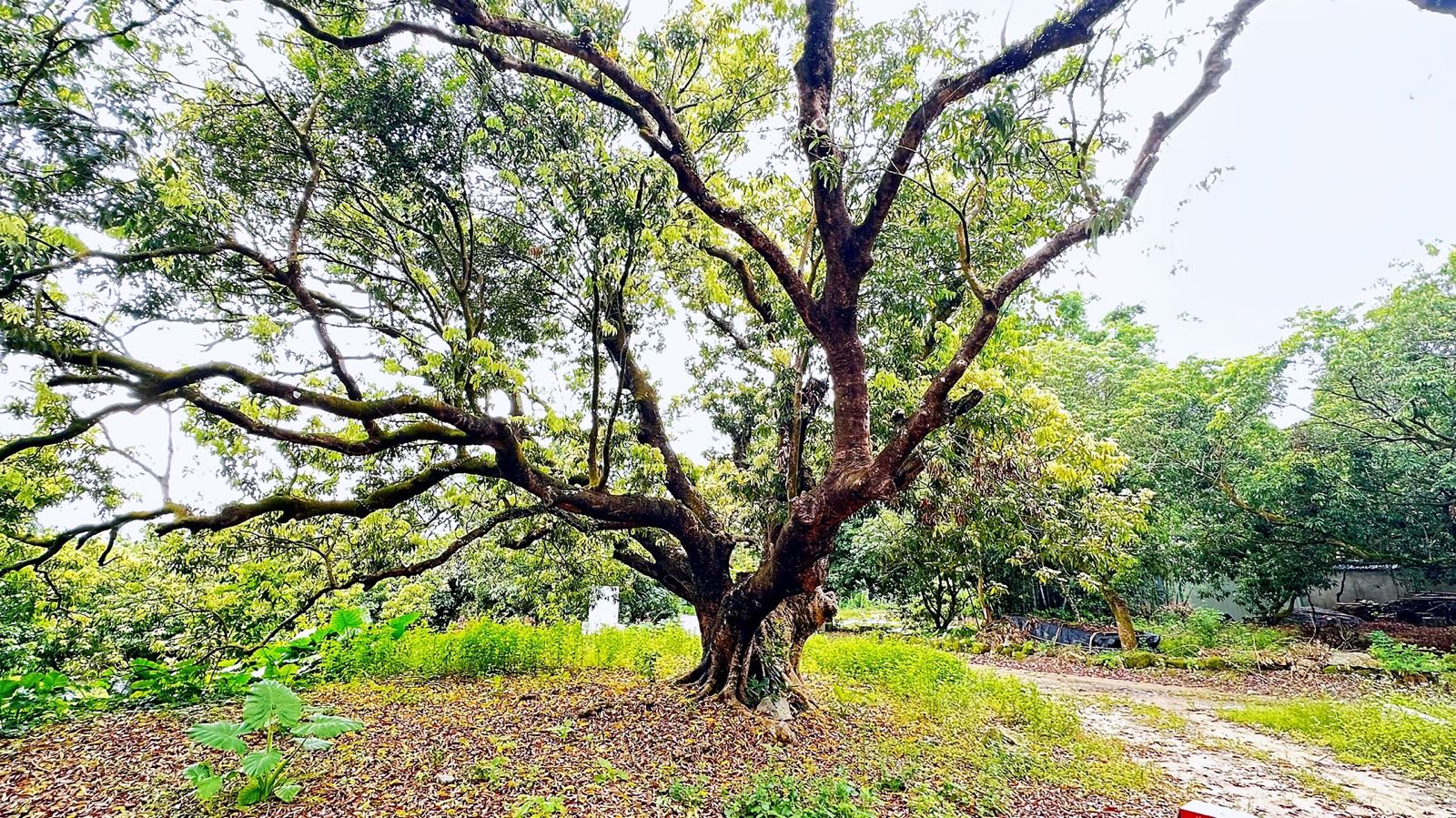 北甘古荔枝树公园