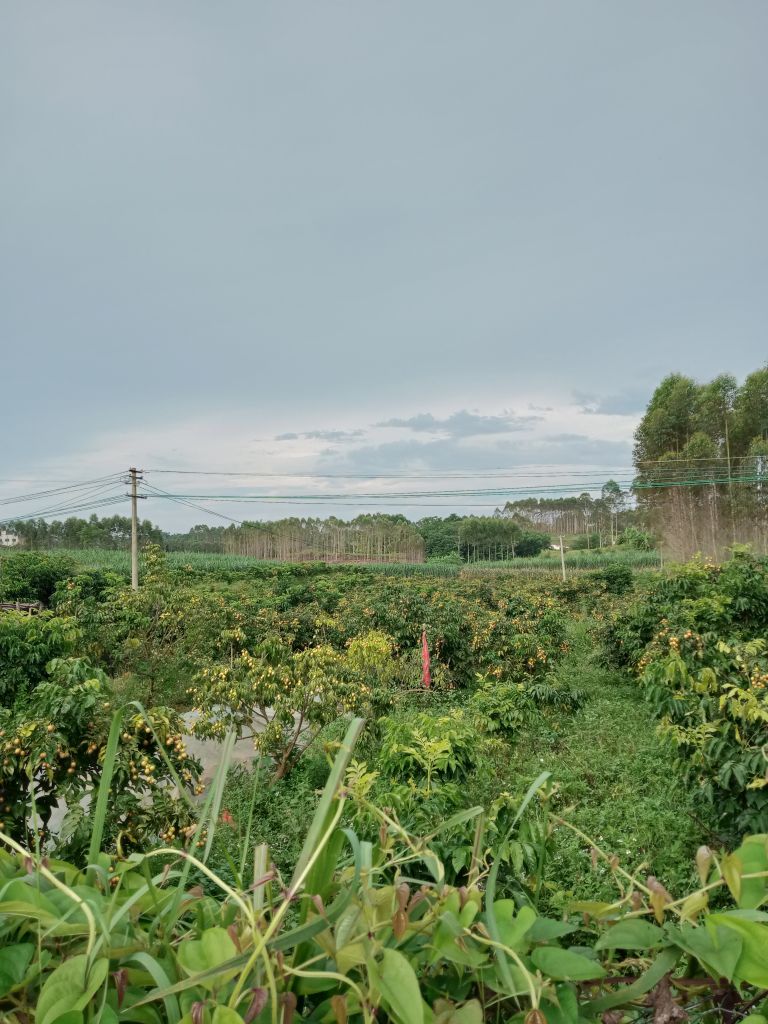 杨勇黄皮果种植基地