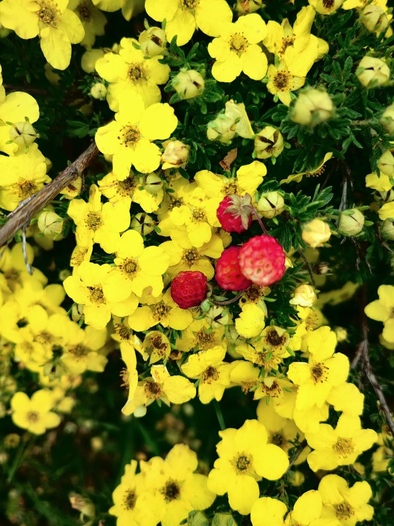 黄草坪自驾营地