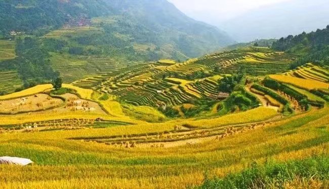 环江驯乐梯田风景区