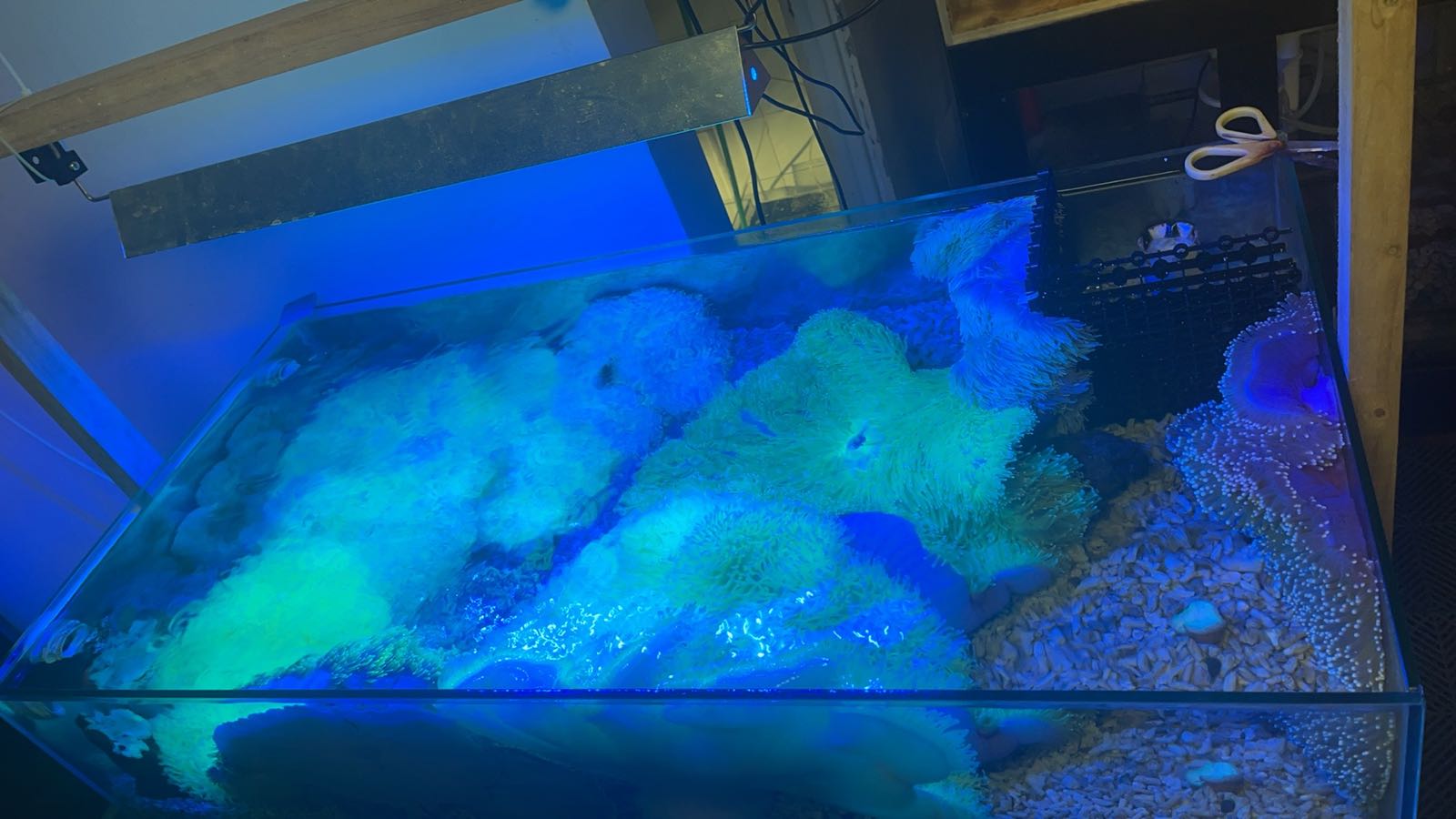 黑鳔水族工作室