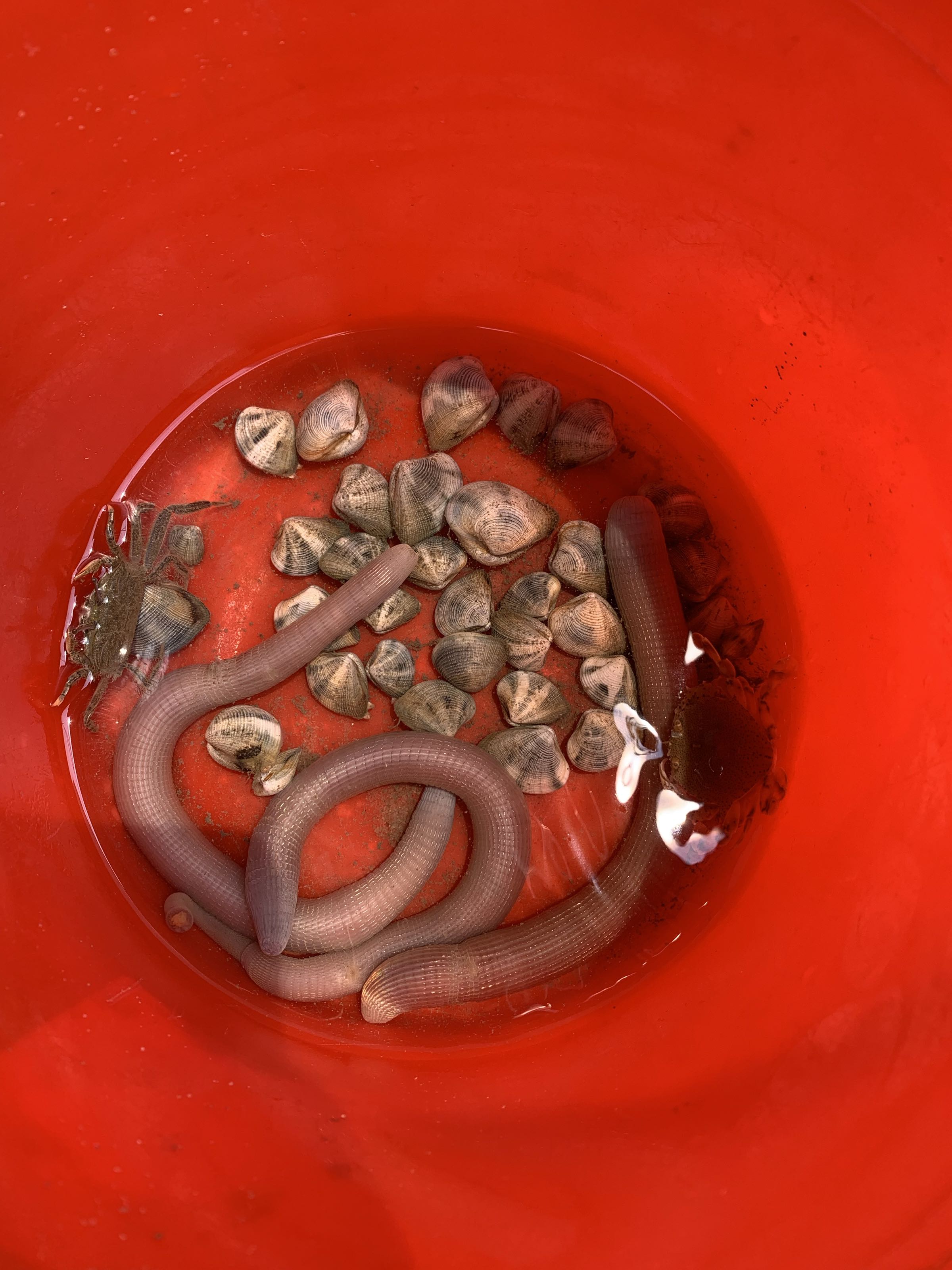 光记赶海挖螺店