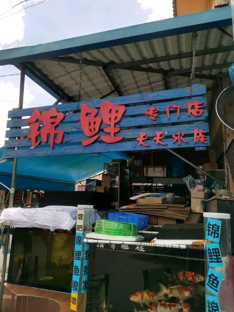 天天水族馆锦鲤专卖