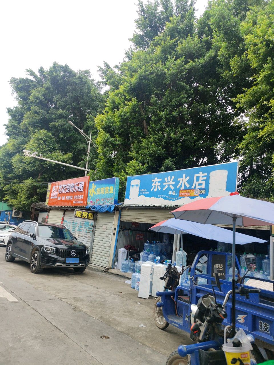 水族观赏鱼