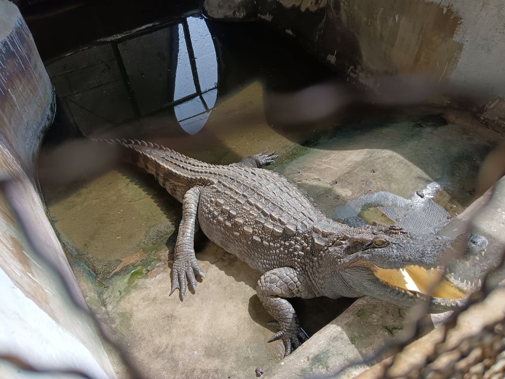 水下鲨鱼馆