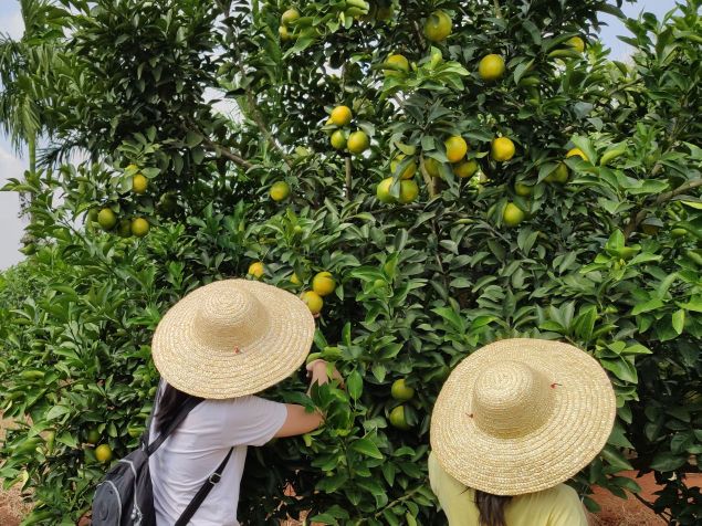 沃柑福橙采摘园侯臣采摘园