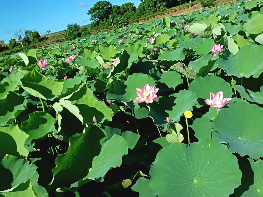 厚禄村荷花风景园