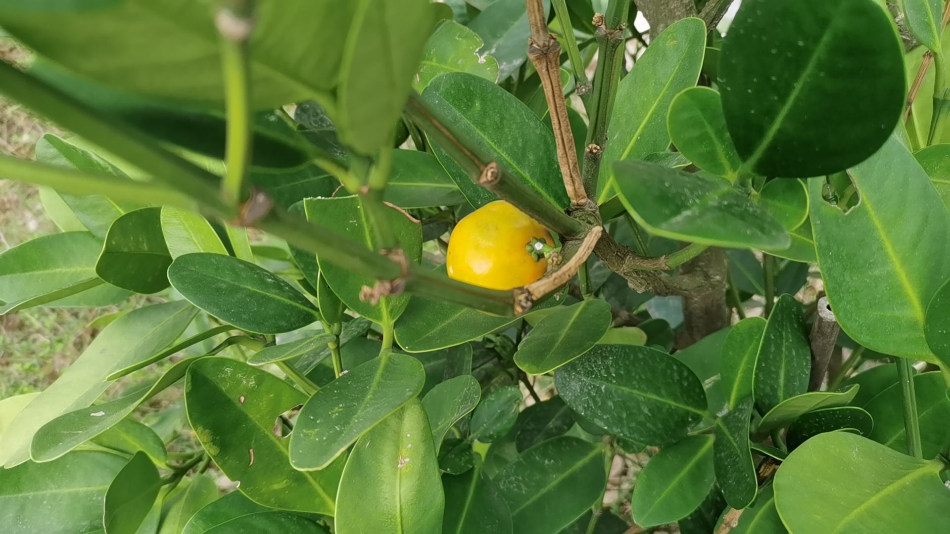 花涧