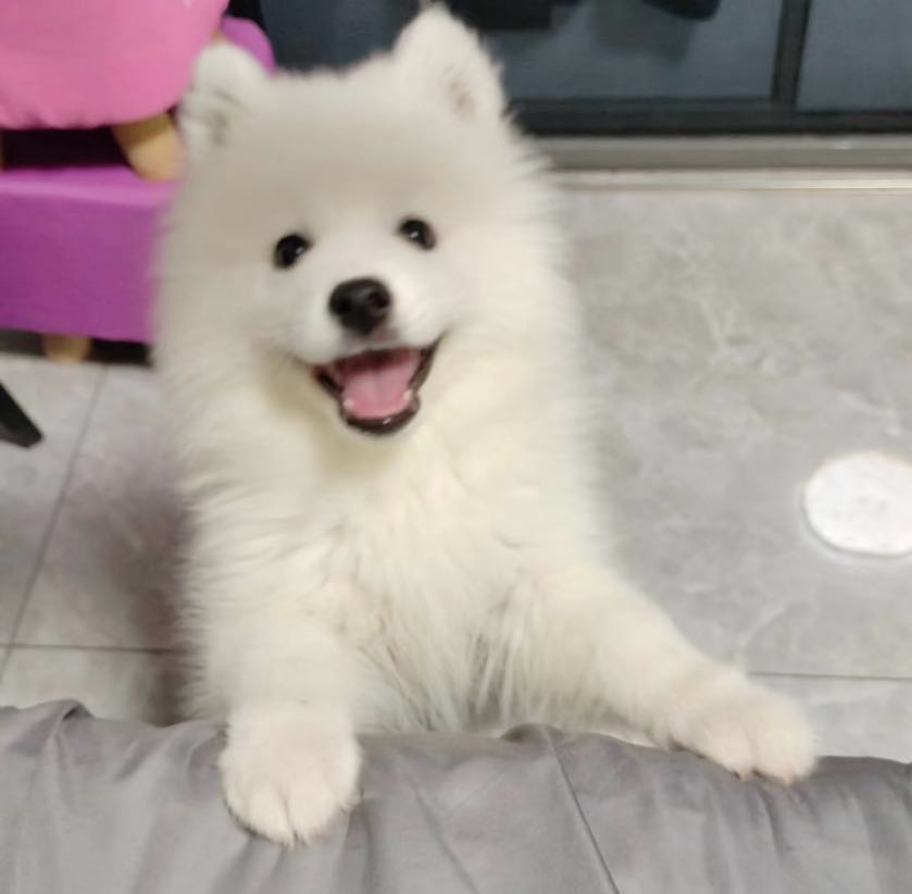 壹家宠物狗场狗舍猫舍犬舍宠物市场(天虹百货龙华龙观店)
