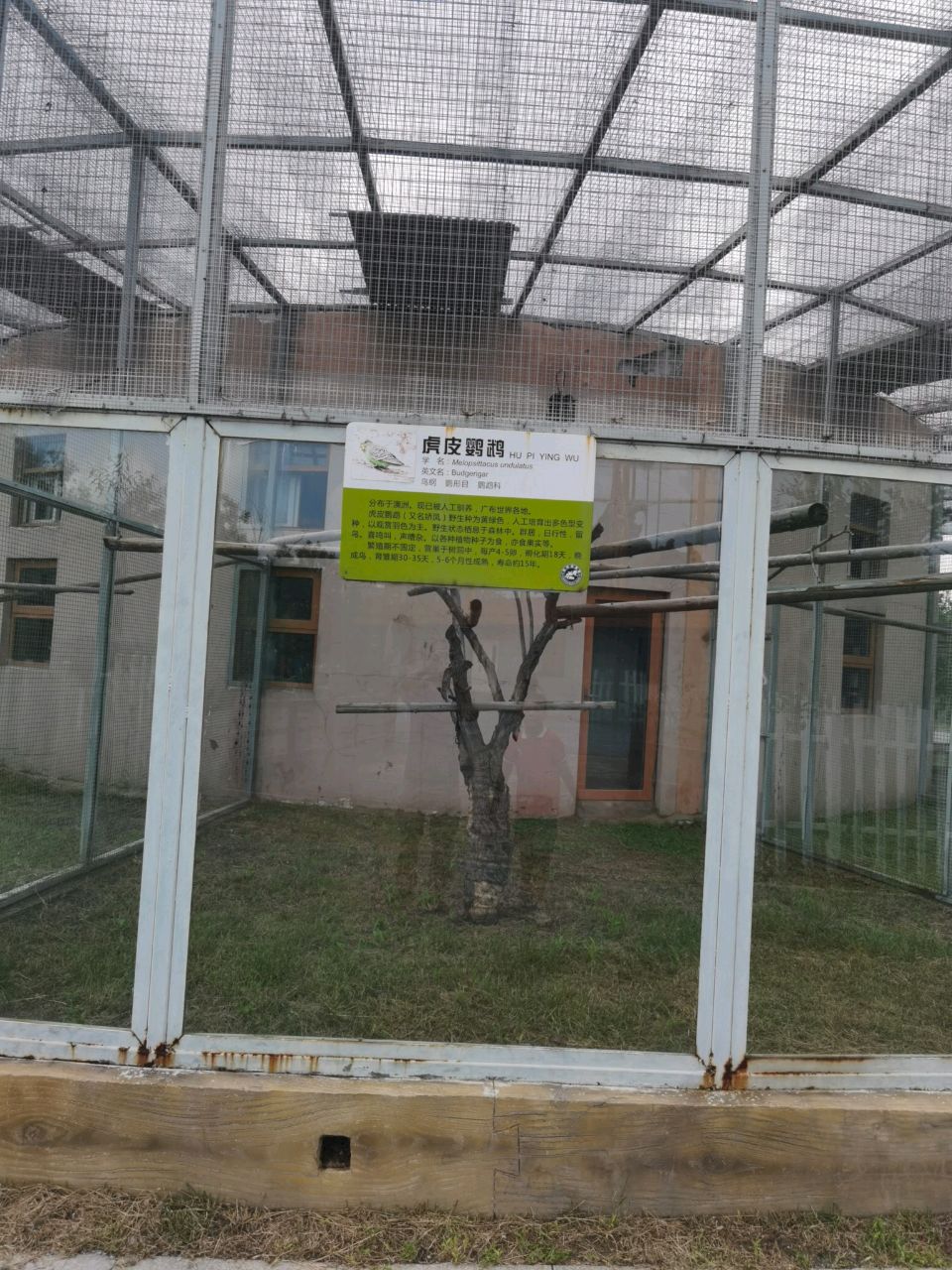 虎皮鹦鹉