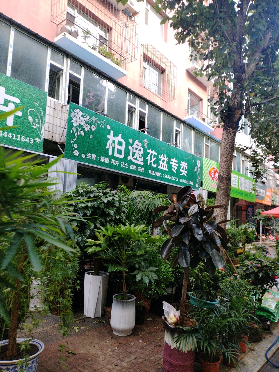 柏逸花卉(安居为民小区店)
