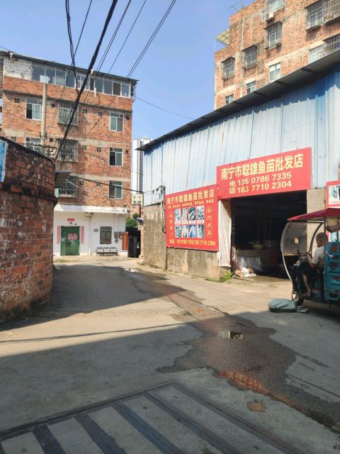 广西南宁亭子鱼苗批发市场