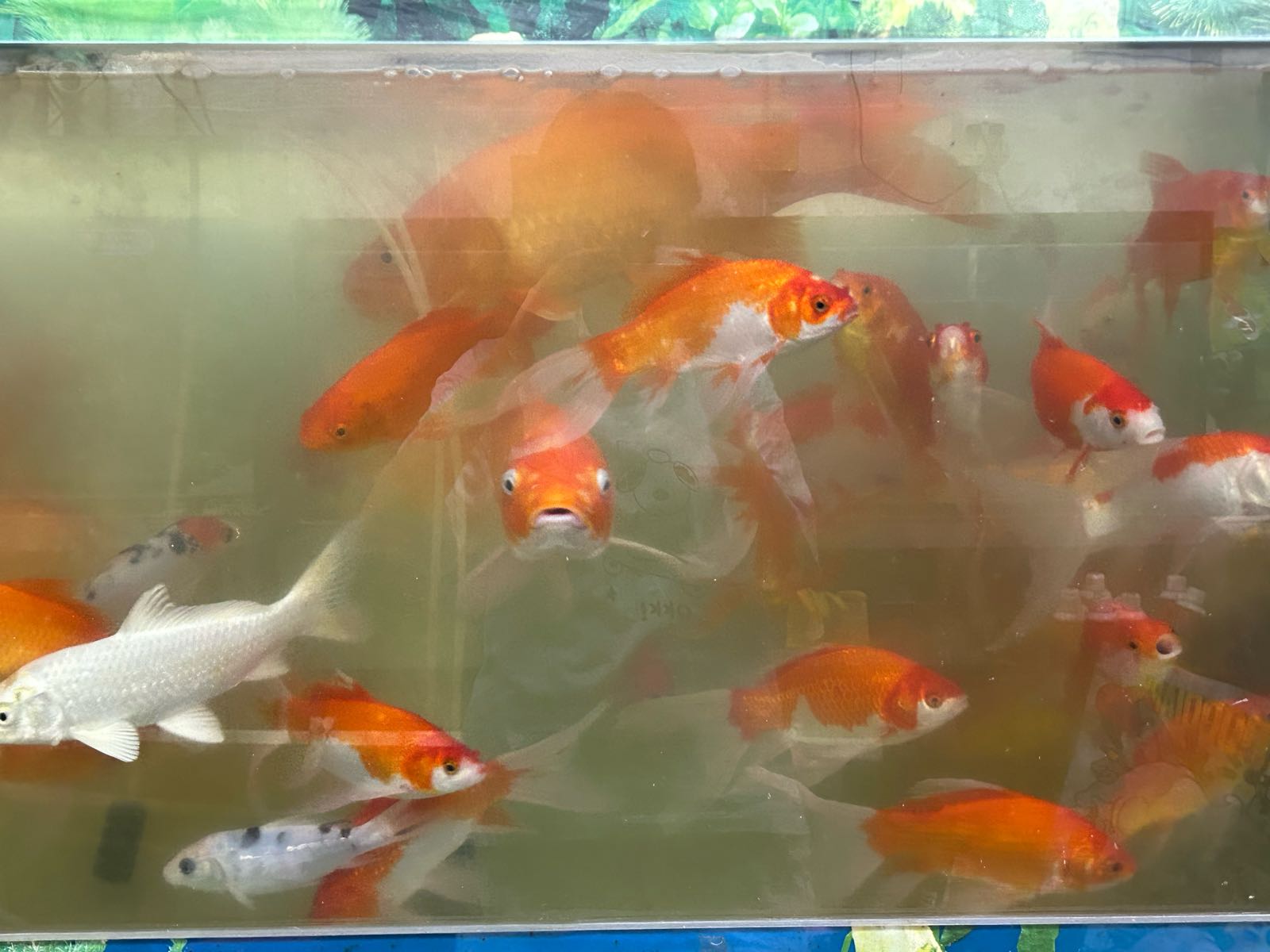 幸福水族馆