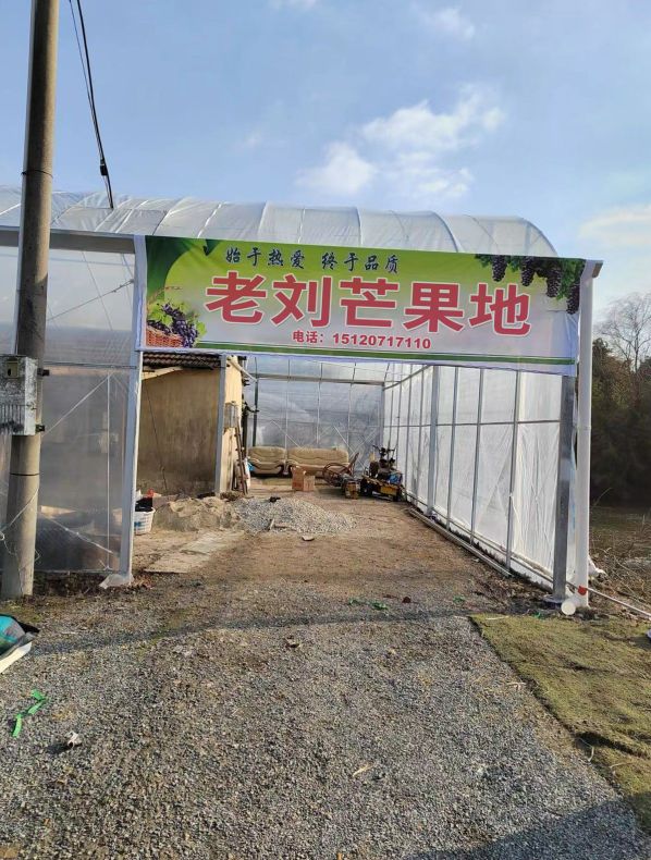老刘芒果地