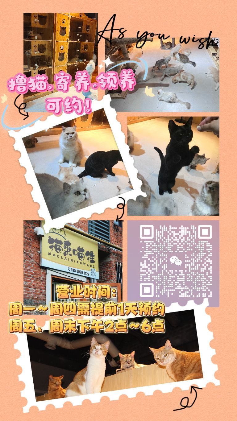 猫来喵往撸猫小院