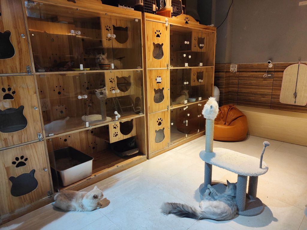 猫来喵往撸猫小院