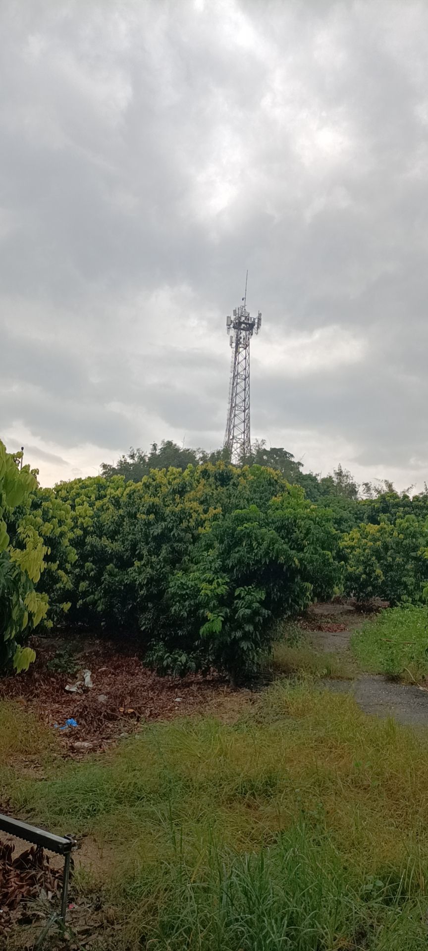 珠海市黄杨御金球荔枝专业合作社