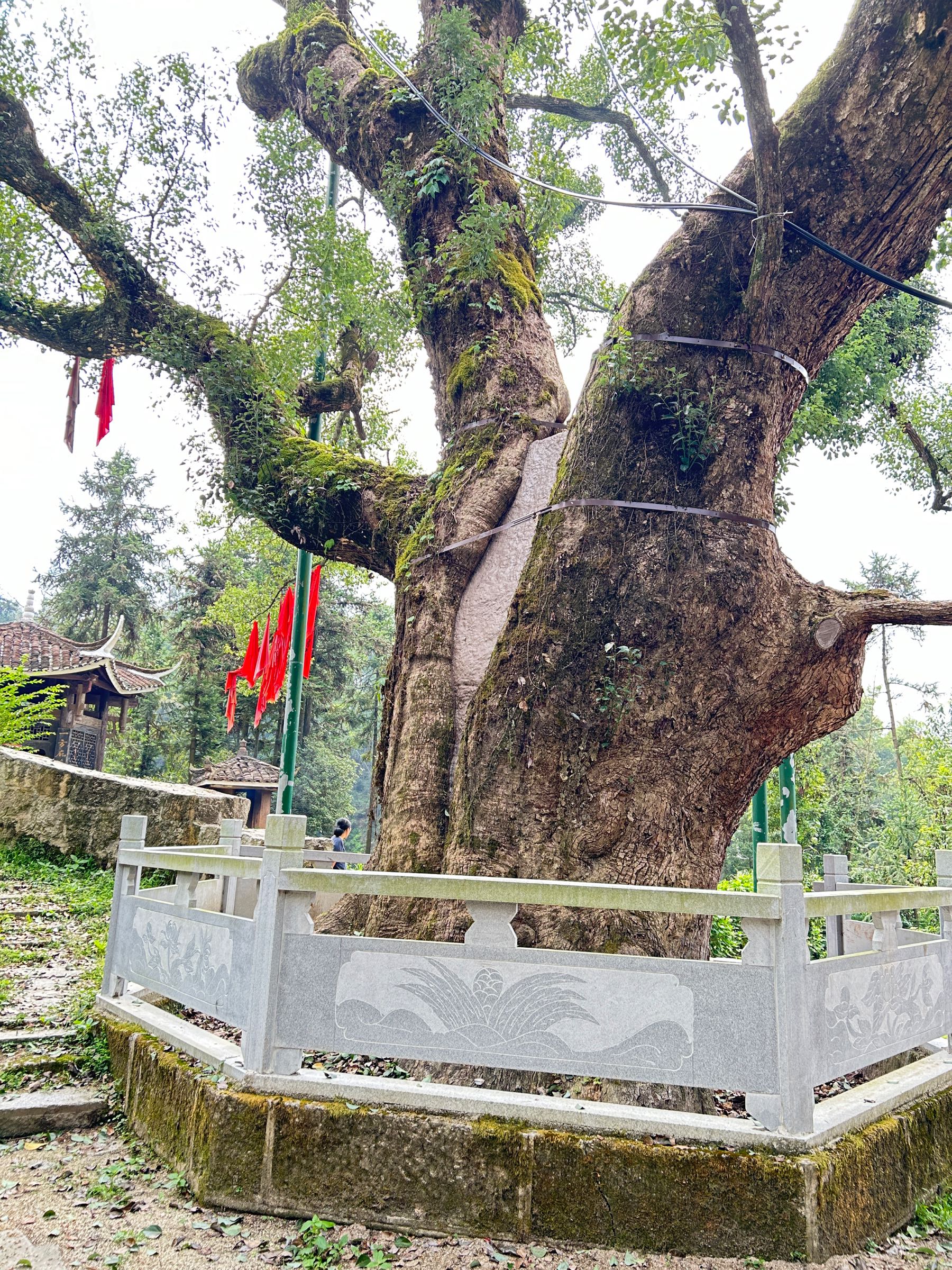 樟树寺