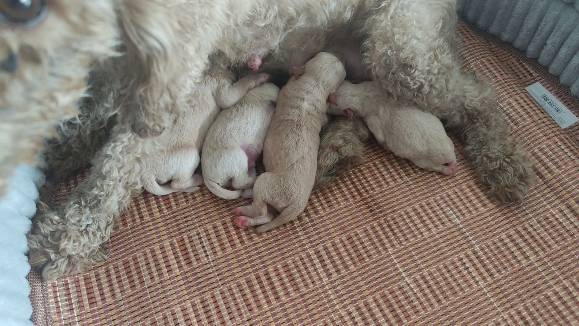 东莞总狗场宠物犬舍