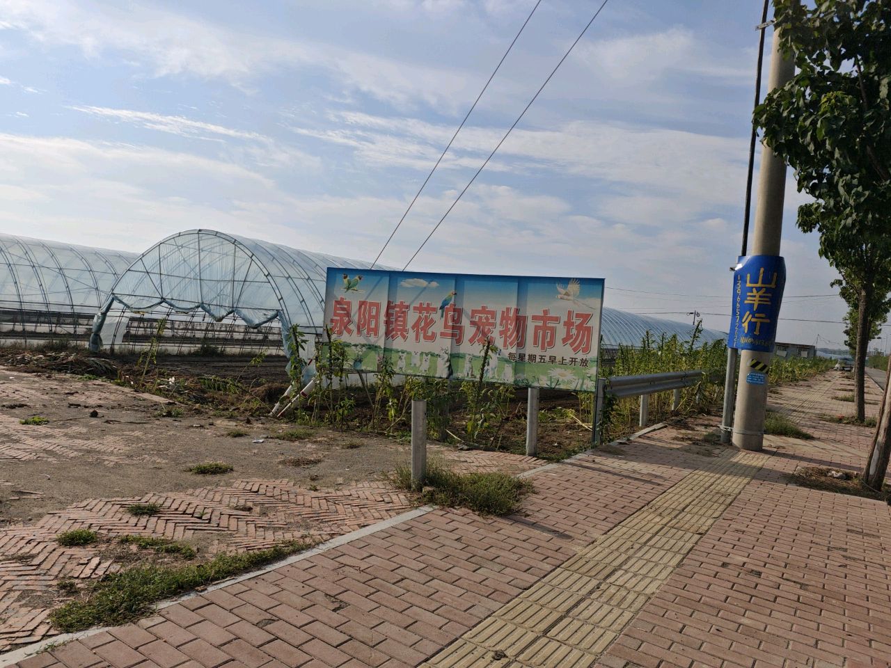 泉阳镇花鸟宠物市场