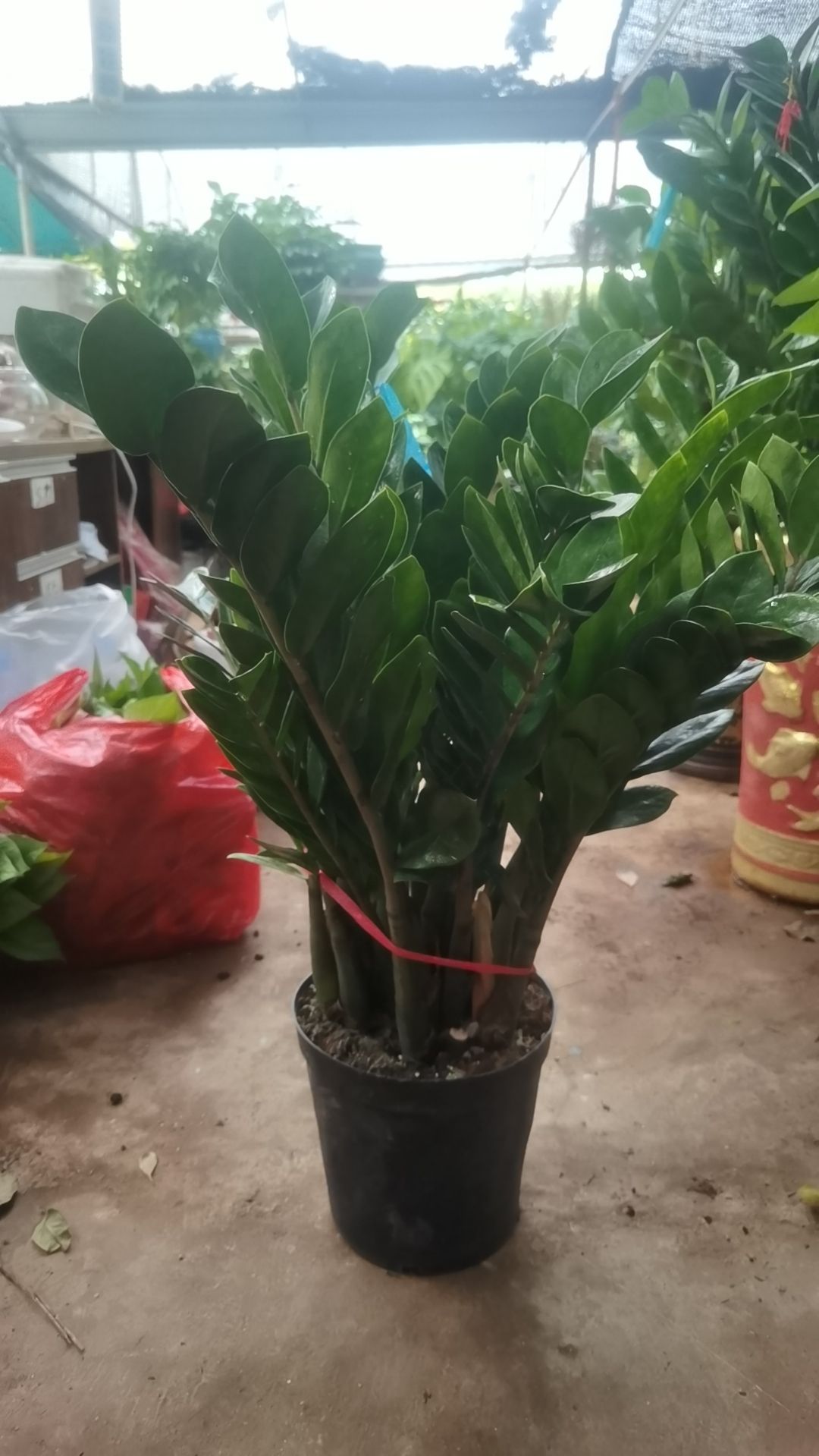 伟琴花卉(南海大道)