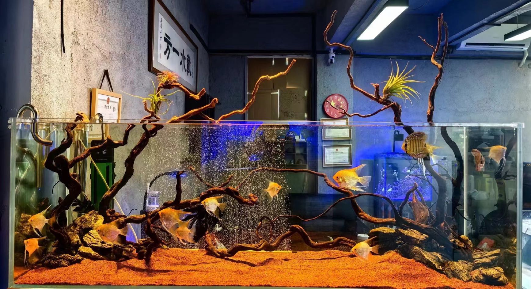 载水一方水族景观工作室
