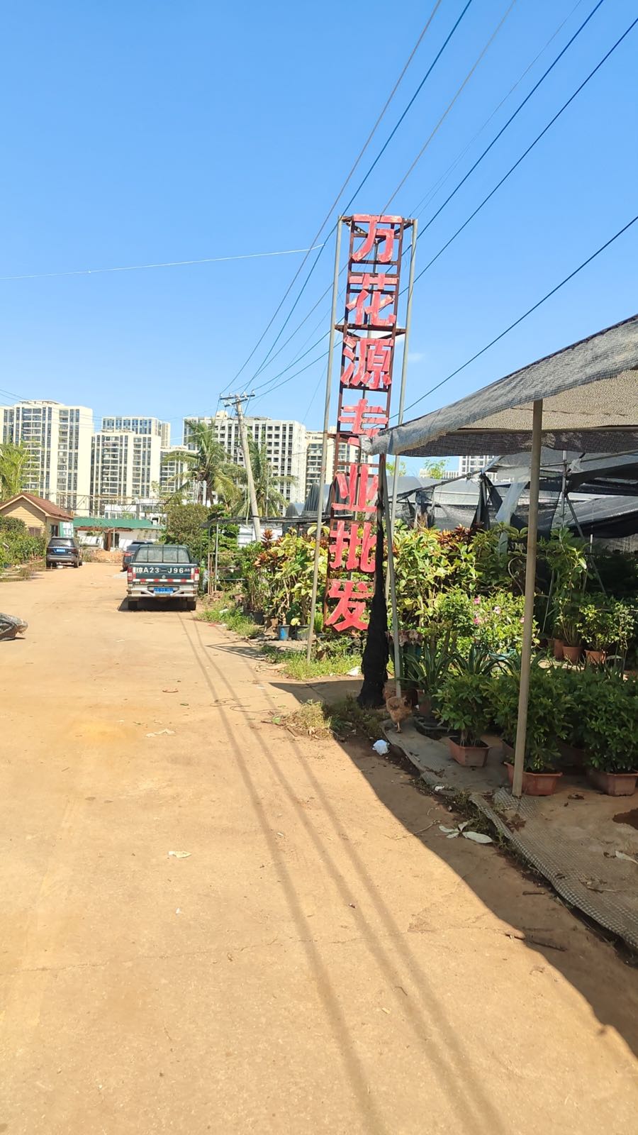 海口万花源花卉专业批发