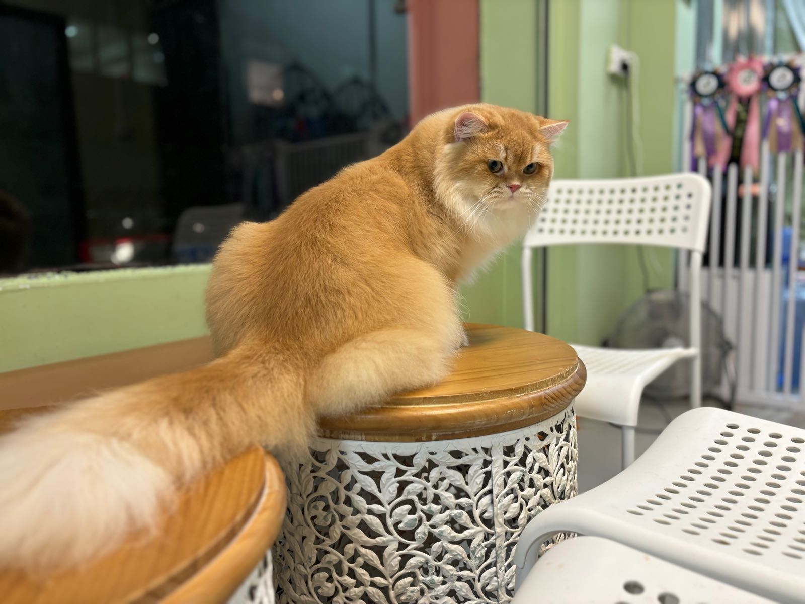 懂你宠它宠物店·高端实体猫舍·高端洗护