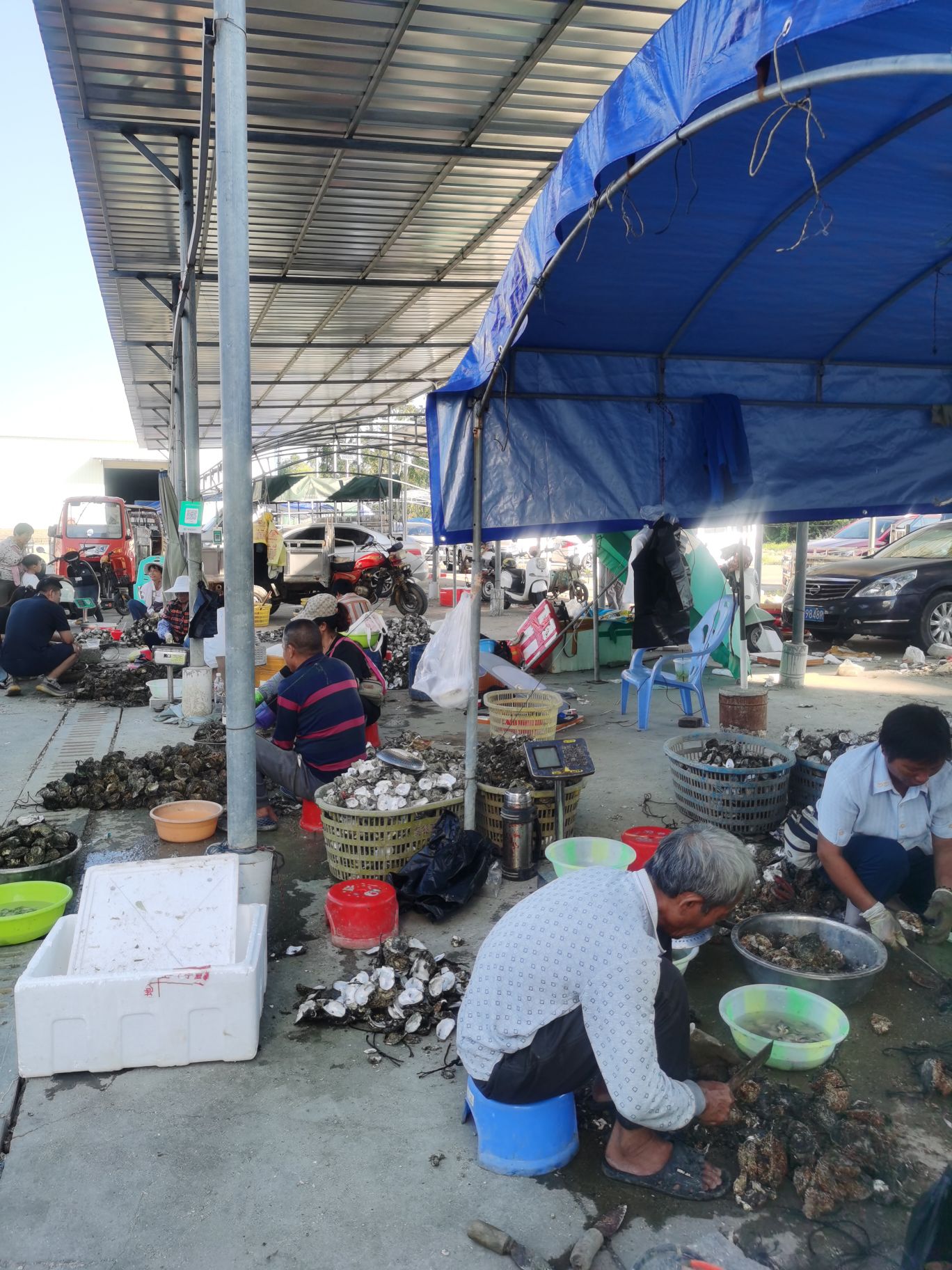 生蚝批发湛江集散中心