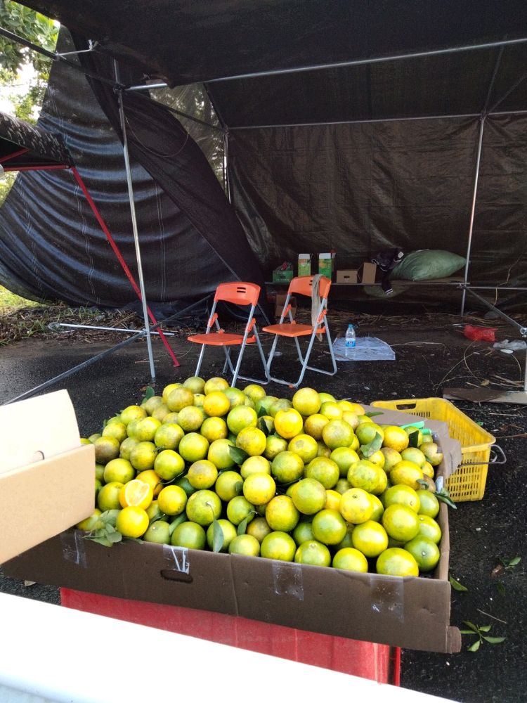 琼中绿橙指定专卖点