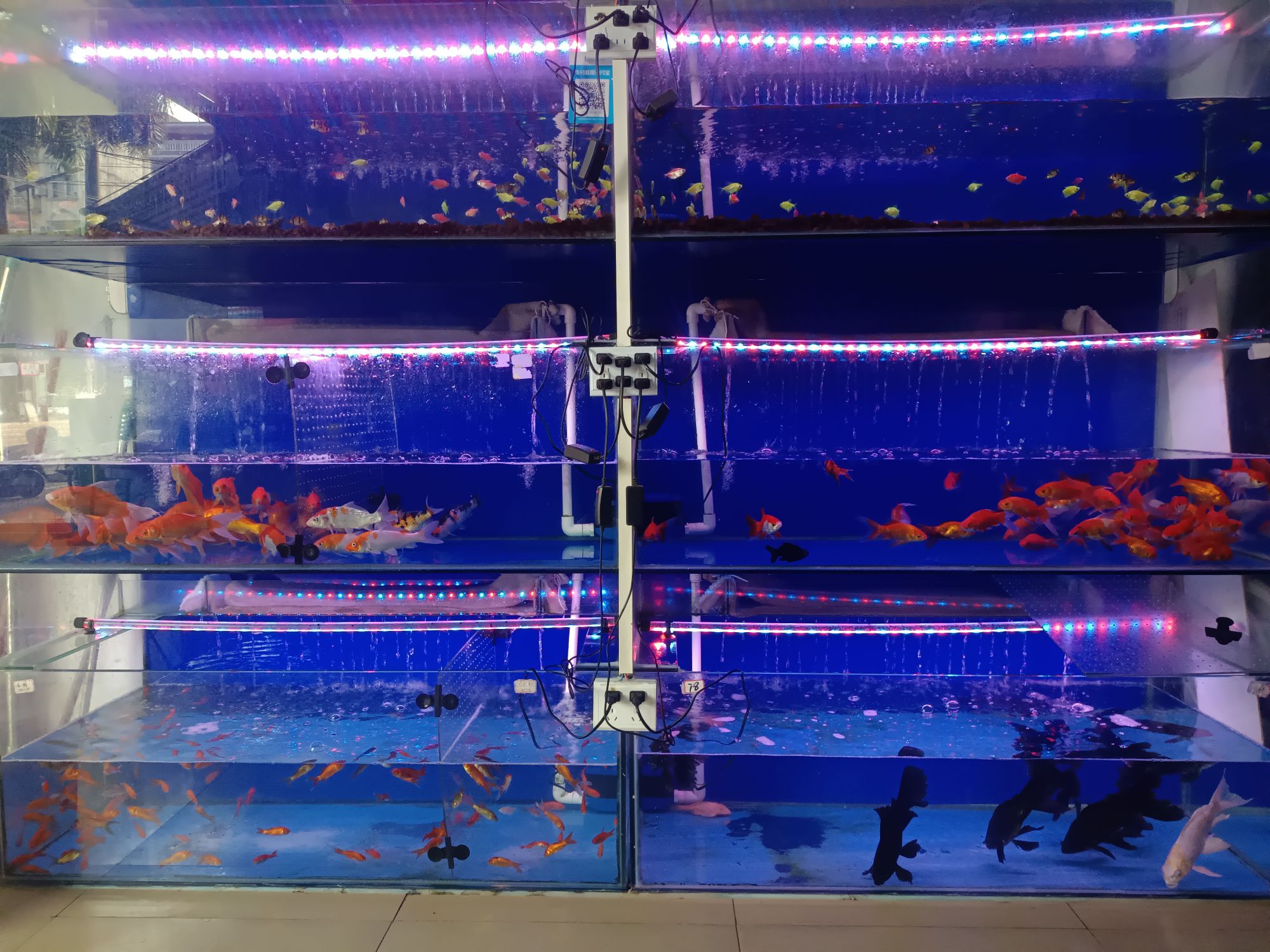 小鸟金鱼店(金冠西路店)