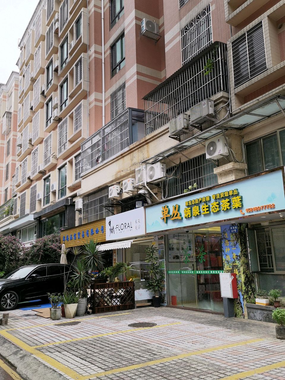 单丛炳泉生态茶叶