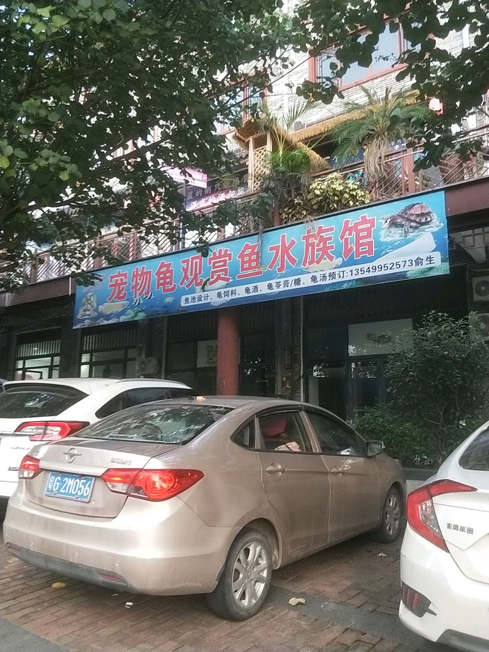 宠物龟观赏鱼水族馆
